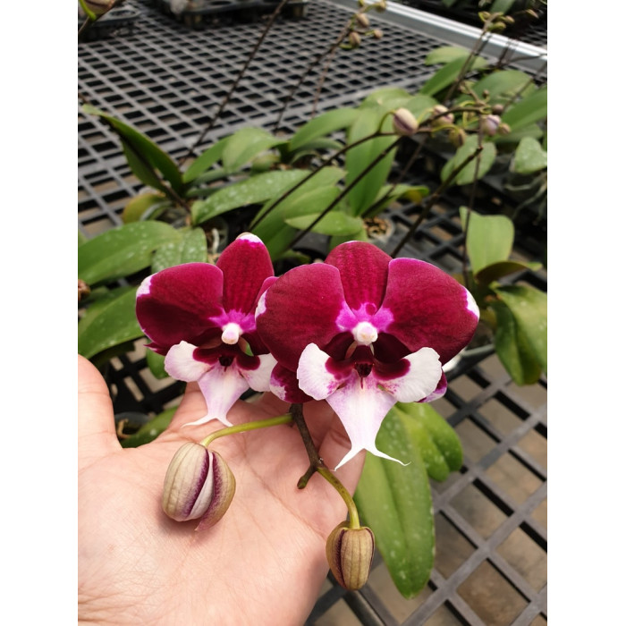 Орхидея Phal. Younghome Melody x Princess big lip - купить, доставка ...